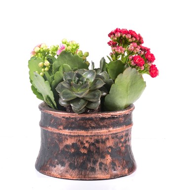 Antik Saksıda Kalanchoe ve Sukulent