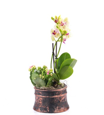 Antik Saksıda 2 Dal Sarı Mini Orkide ve Kalanchoe