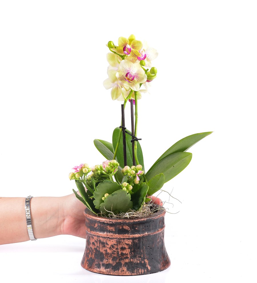 Antik Saksıda 2 Dal Sarı Mini Orkide ve Kalanchoe