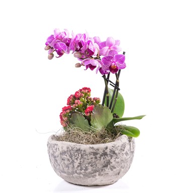 Stone Serisi Mini Mor Orkide ve Kalanchoe 