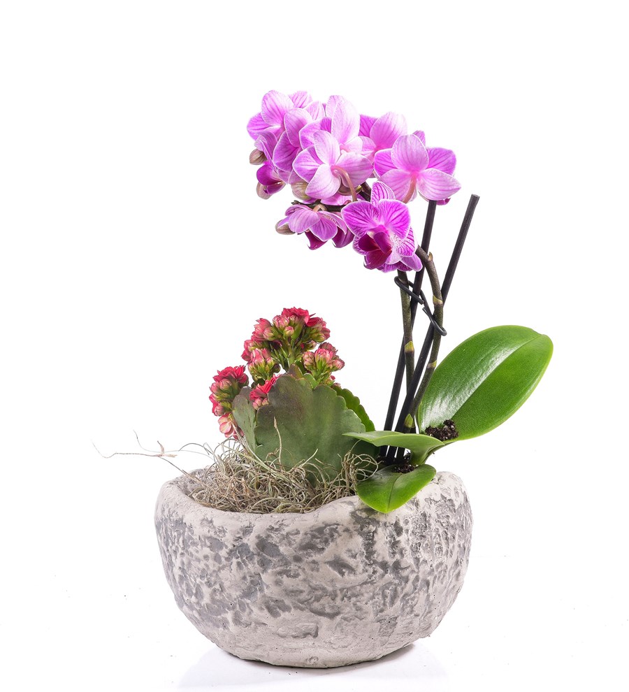 Stone Serisi Mini Mor Orkide ve Kalanchoe 