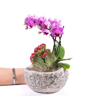 Stone Serisi Mini Mor Orkide ve Kalanchoe 