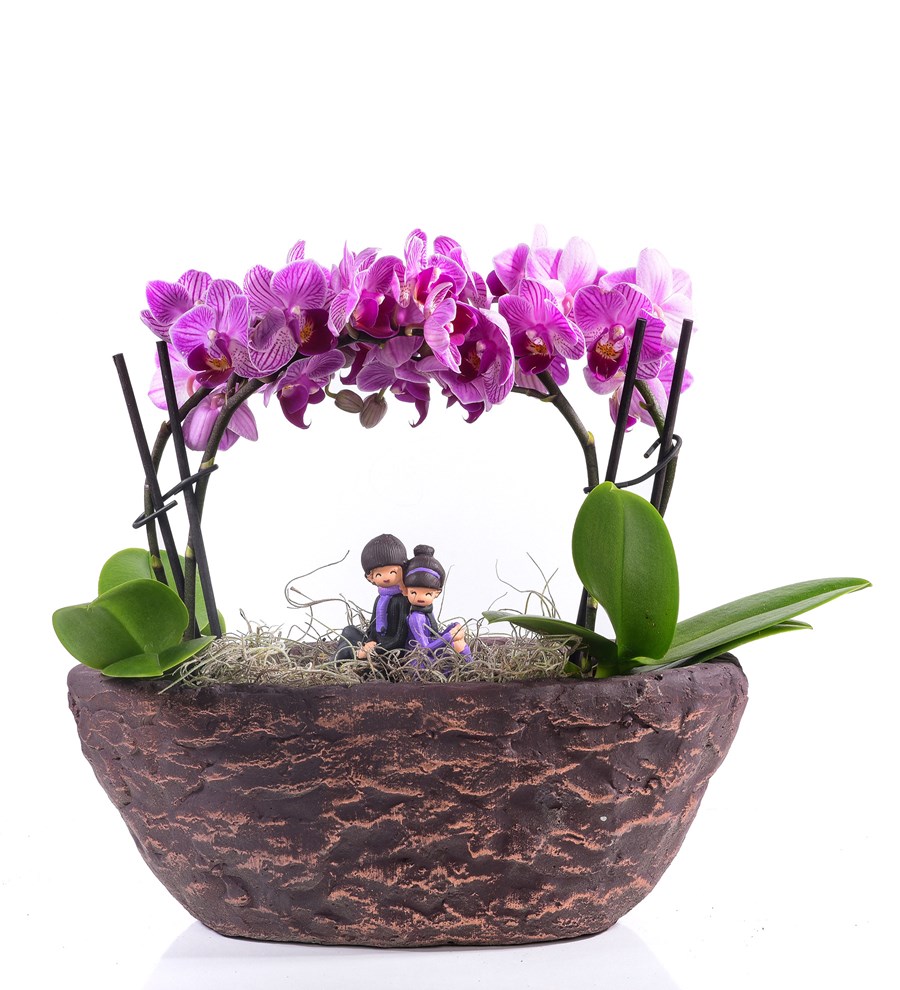 Brown Serisi Sevgilime 2 Dal Mini Mor Orkide