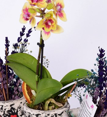 Anahita Serisi Sarı Orkide ve Lavanta  