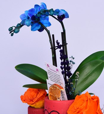 Kalp Ritmi Serisi Mini Mavi Orkide ve Solmayan Gül Turuncu