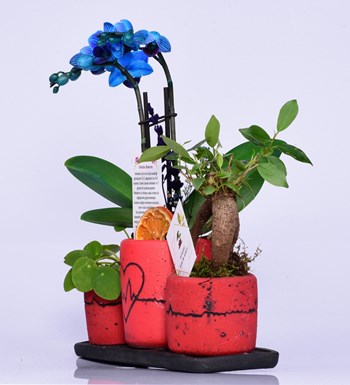 Kalp Ritmi Serisi Mini Mavi Orkide Bonsai ve Pilea