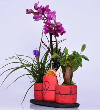 Kalp Ritmi Serisi Mini Mor Orkide Tillandsia ve Bonsai