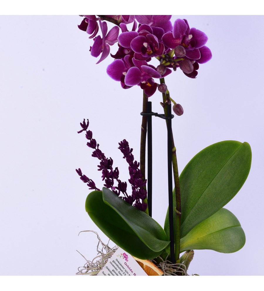Lisa Saksıda Mor Orkide ve Solmayan Gül Sarı 