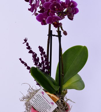 Lisa Saksıda Mor Orkide ve Solmayan Gül Gri