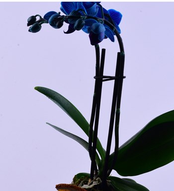 Lisa Saksıda Mavi Orkide ve Kırmızı Solmayan Gül