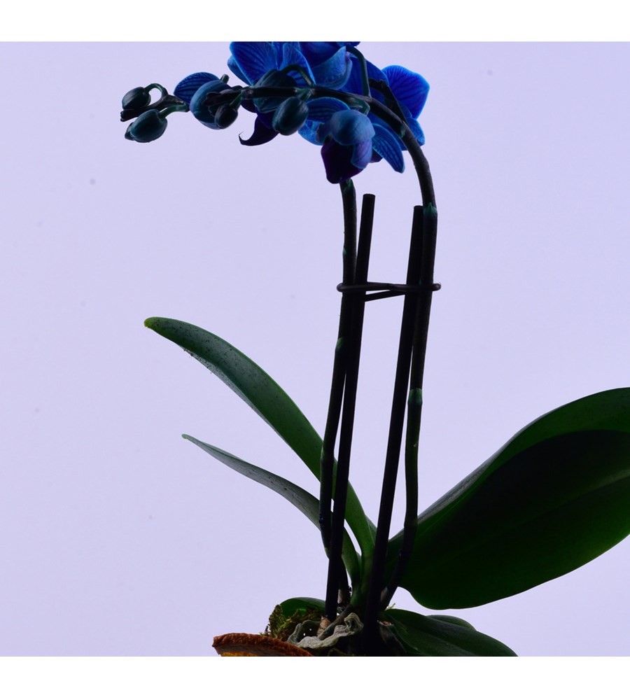 Lisa Saksıda Mavi Orkide ve Kırmızı Solmayan Gül