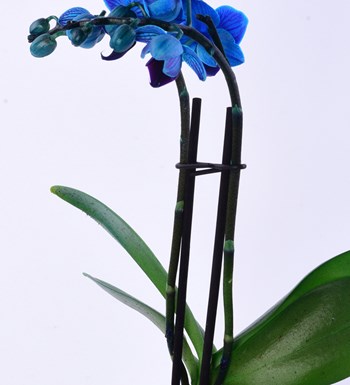 Lisa Saksıda Mavi Orkide ve Beyaz Solmayan Gül 
