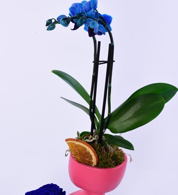 Lisa Saksıda Mavi Orkide ve Parlament Mavisi Solmayan Gül	