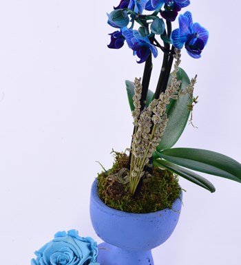 Lisa Saksıda Mavi Orkide ve Solmayan Gül Mavi