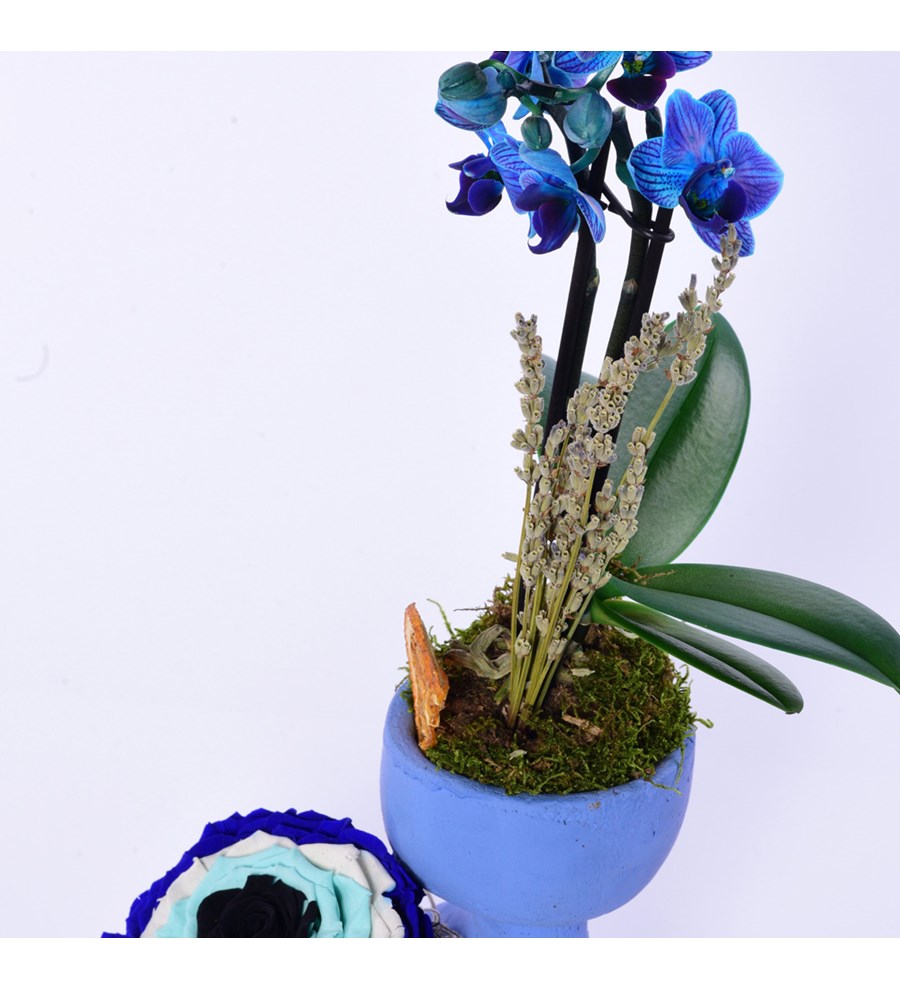 Lisa Saksıda Mavi Orkide ve Solmayan Gül Xxl Nazar Boncuğu 