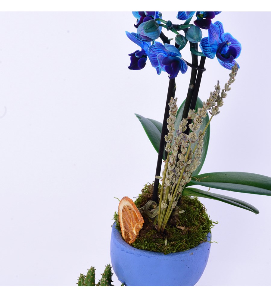 Lisa Saksıda Mavi Orkide ve Kaktüs 