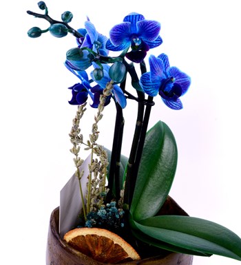 Leaf Serisi Saksıda 2 Dal Mini Mavi Orkide
