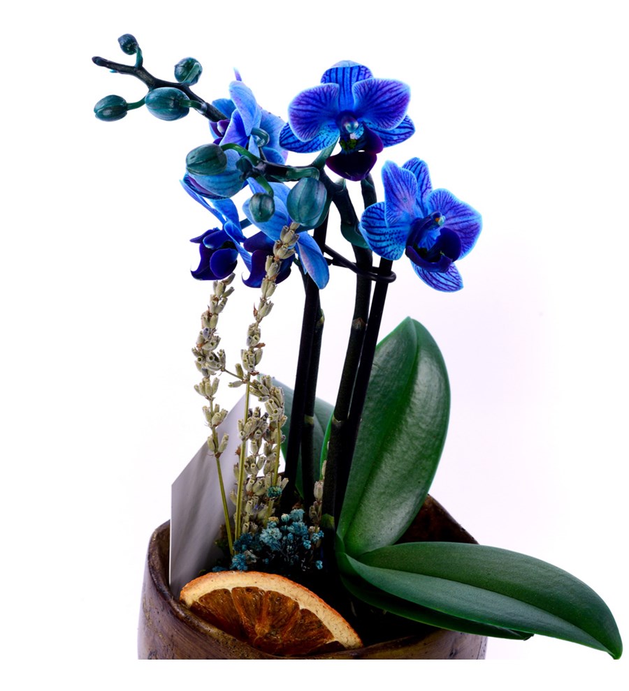 Leaf Serisi Saksıda 2 Dal Mini Mavi Orkide