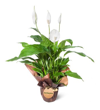 Barış Çiçeği - Spathiphyllum