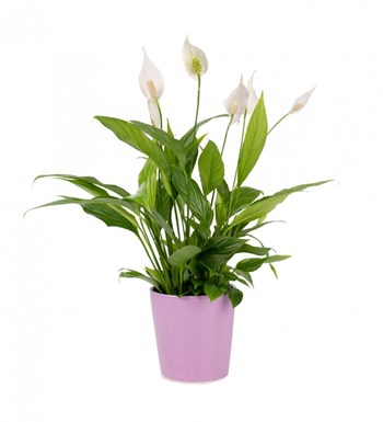 Barış Çiçeği - Spathiphyllum Mor Nora