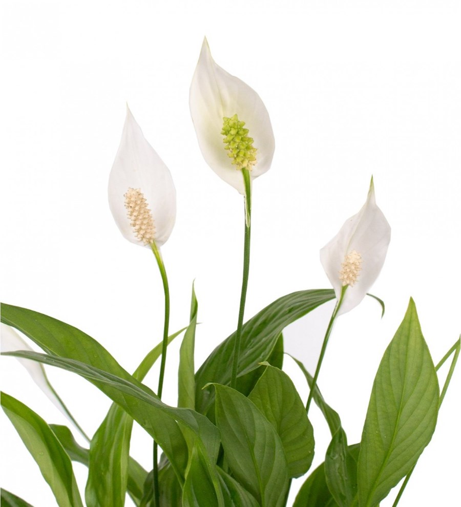 Barış Çiçeği - Spathiphyllum Mor Nora