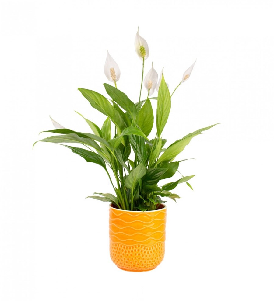 Barış Çiçeği - Spathiphyllum Turuncu Maya