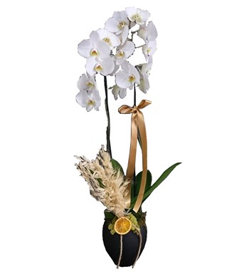 Beyaz Orkide v1