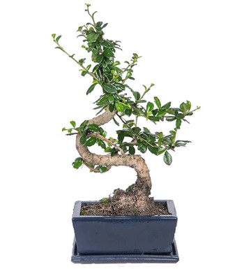 Zelkova Bonsai