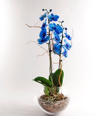 Cam Saksısında Mavi Orkide