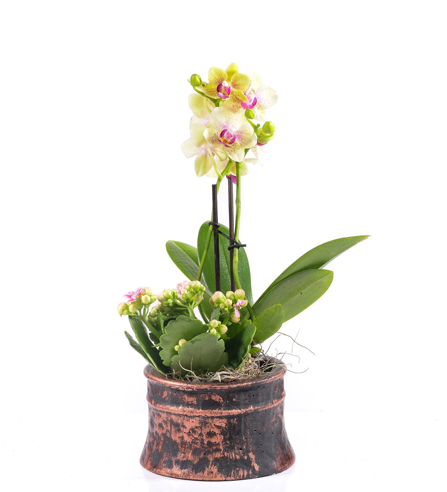 Antik Saksıda 2 Dal Sarı Mini Orkide ve Kalanchoe