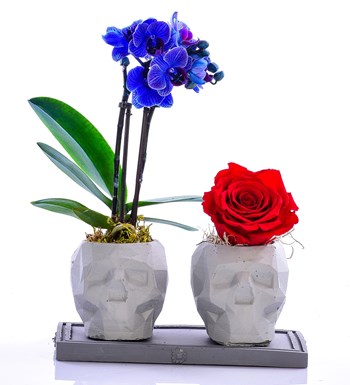  Kuru Kafa Serisi Mini Mavi Orkide ve Kırmızı Solmayan Gül