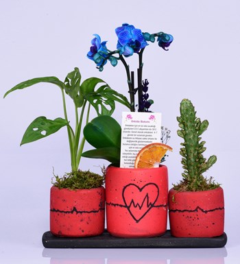Kalp Ritmi Serisi Mini Mavi Orkide ve Deve Tabanı ve Kaktüs
