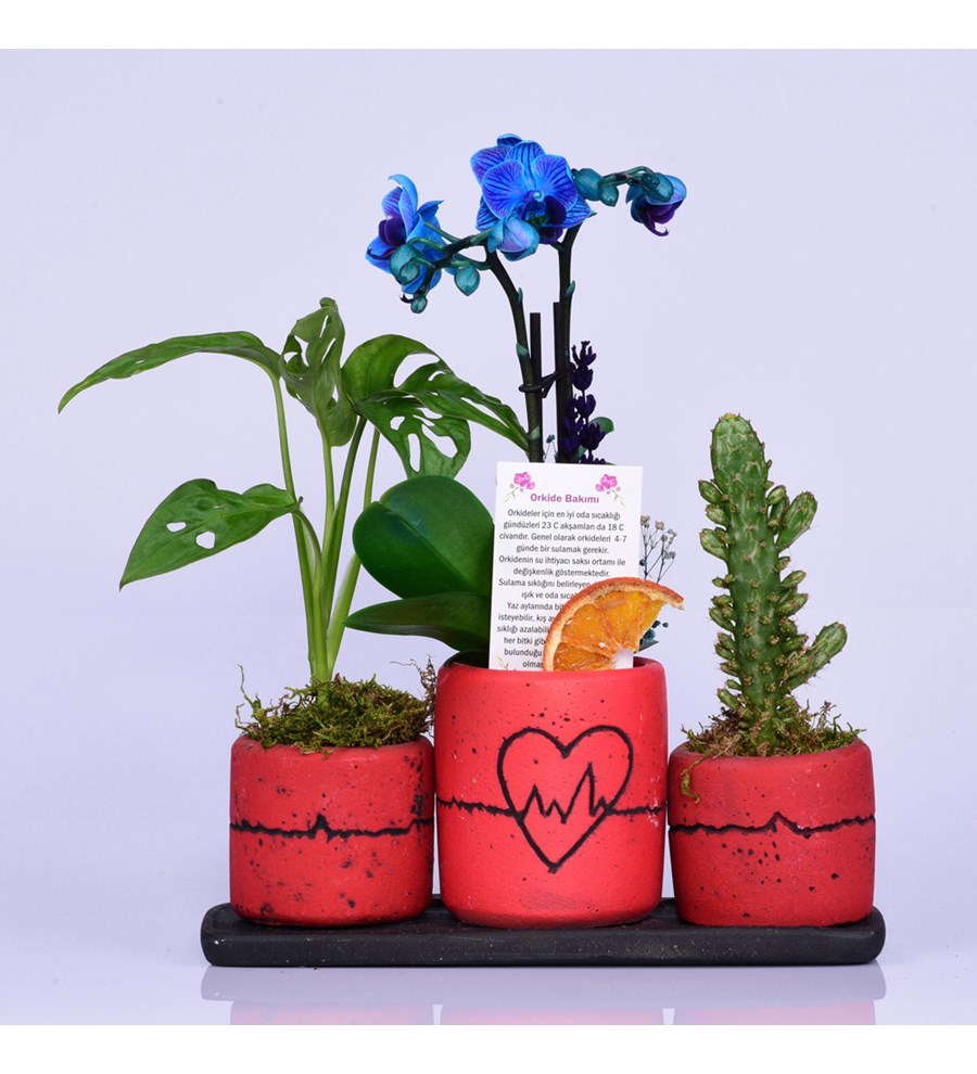 Kalp Ritmi Serisi Mini Mavi Orkide ve Deve Tabanı ve Kaktüs
