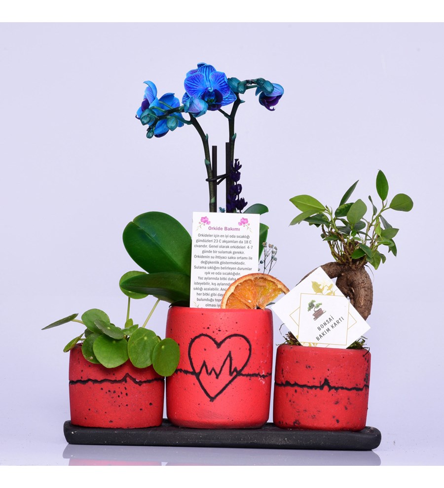 Kalp Ritmi Serisi Mini Mavi Orkide Bonsai ve Pilea