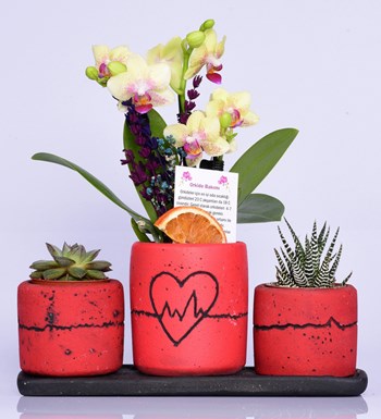 Kalp Ritmi Serisi Mini Sarı Orkide ve Sukulent Howarhia 