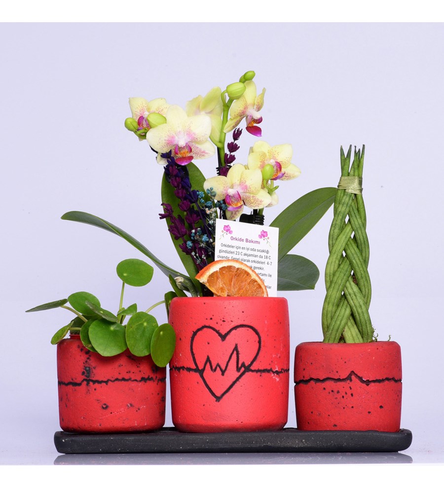 Kalp Ritmi Serisi Mini Sarı Orkide ve Pilea Sansaveria 