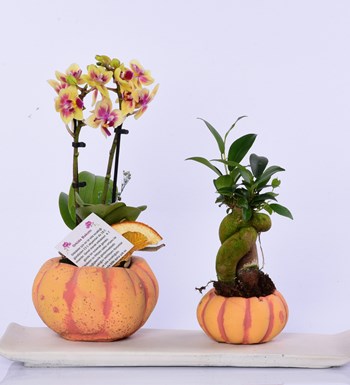 Kabak Saksı Serisi Sarı Orkide ve Bonsai