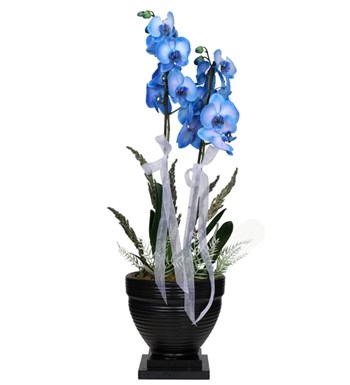 Dekoratif Saksıda Mavi Orkide