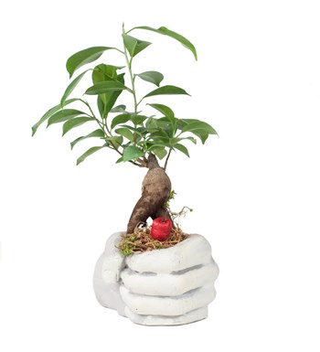 Dekoratif Yumruk Saksıda Ficus Ginseng Bonsai