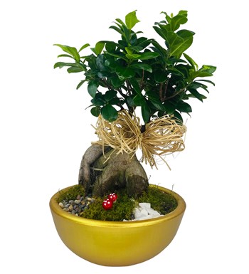 Dekoratif  Saksıda Bonsai