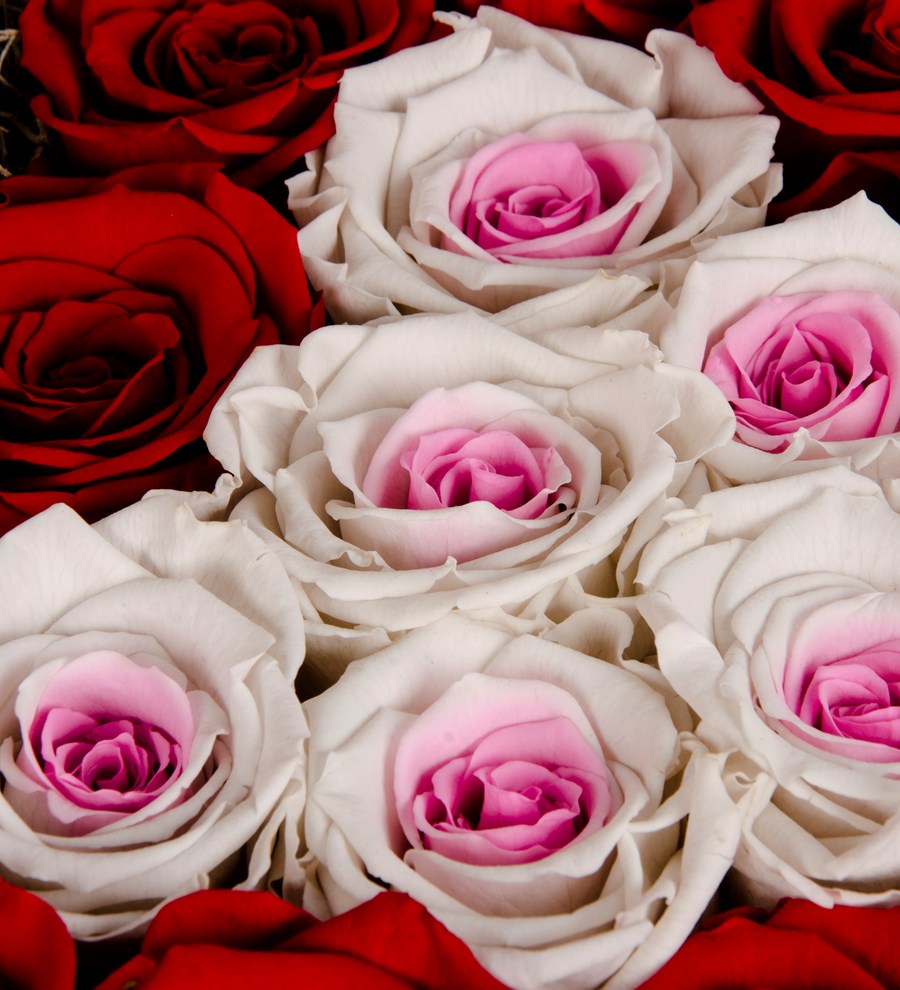 Ahşap Sandıkta Kırmızı - White Pinky Solmayan Güller