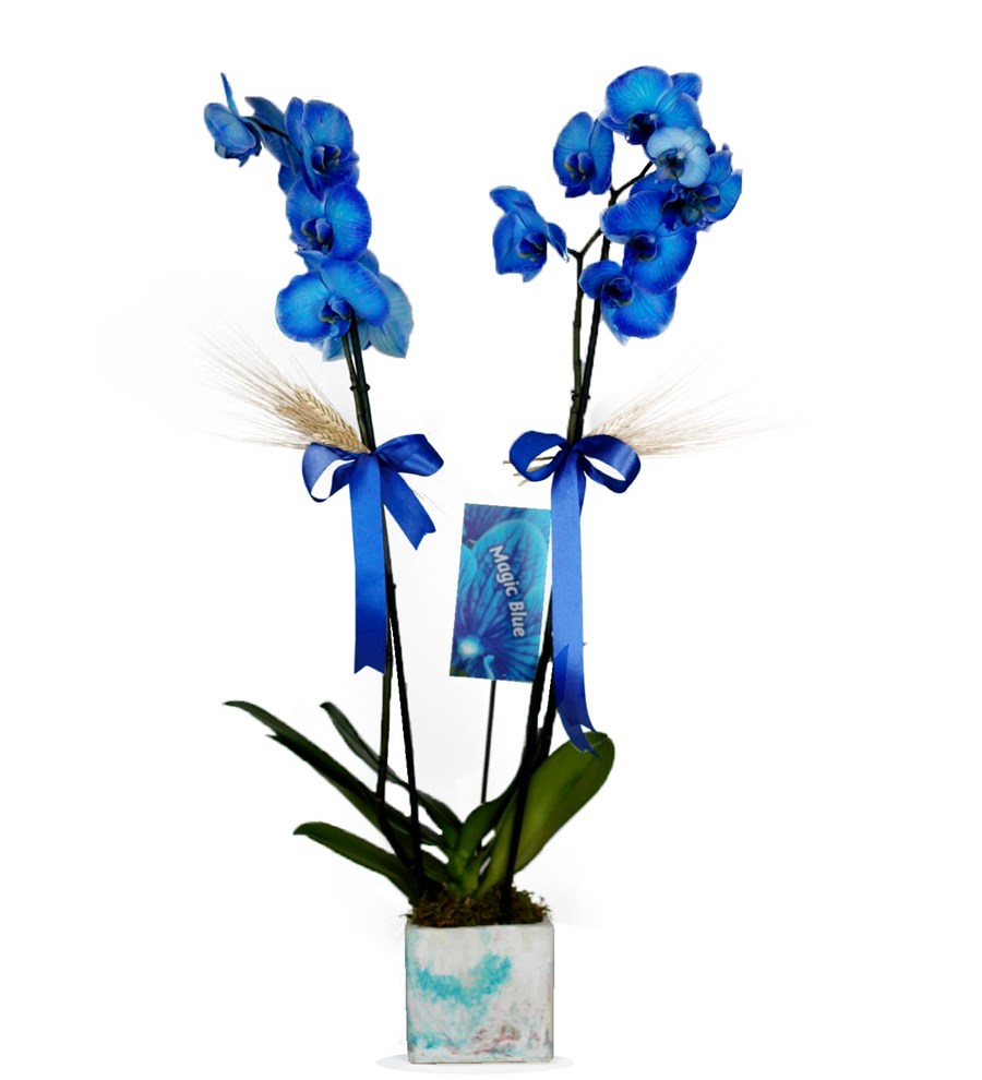 Ebruli Saksıda Mavi Orkide