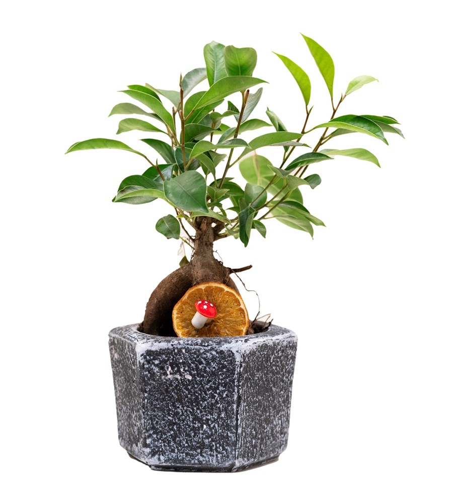 Mini Ficus Bonsai