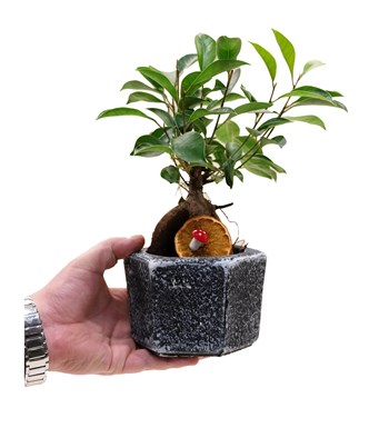 Mini Ficus Bonsai