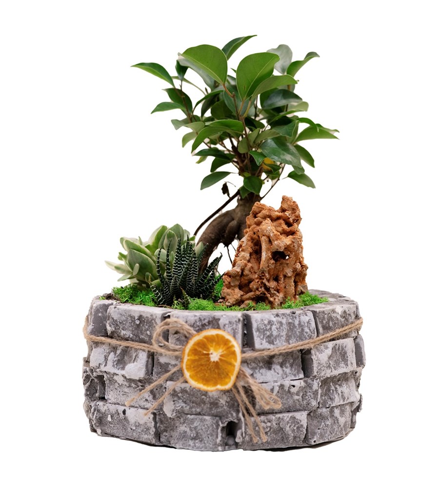 Ficus Bonsai Garden