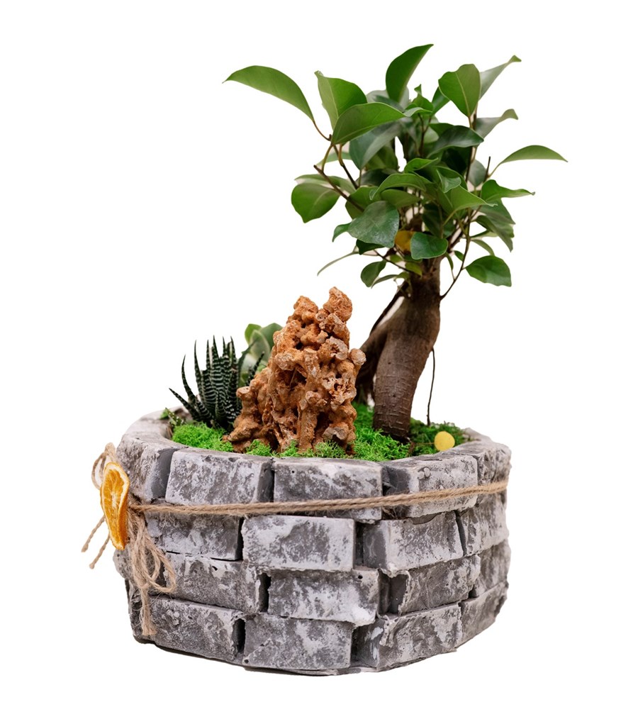 Ficus Bonsai Garden