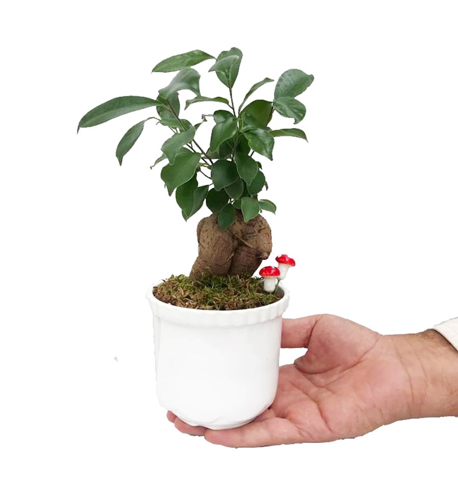 Ficus Ginseng Bonsai - Beyaz Lily