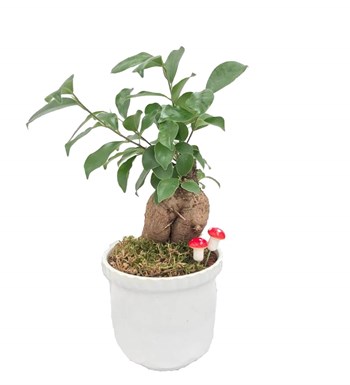 Ficus Ginseng Bonsai - Beyaz Lily