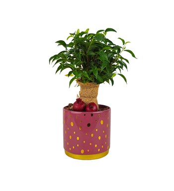 Ficus Natasha - Rosy