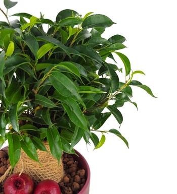 Ficus Natasha - Rosy